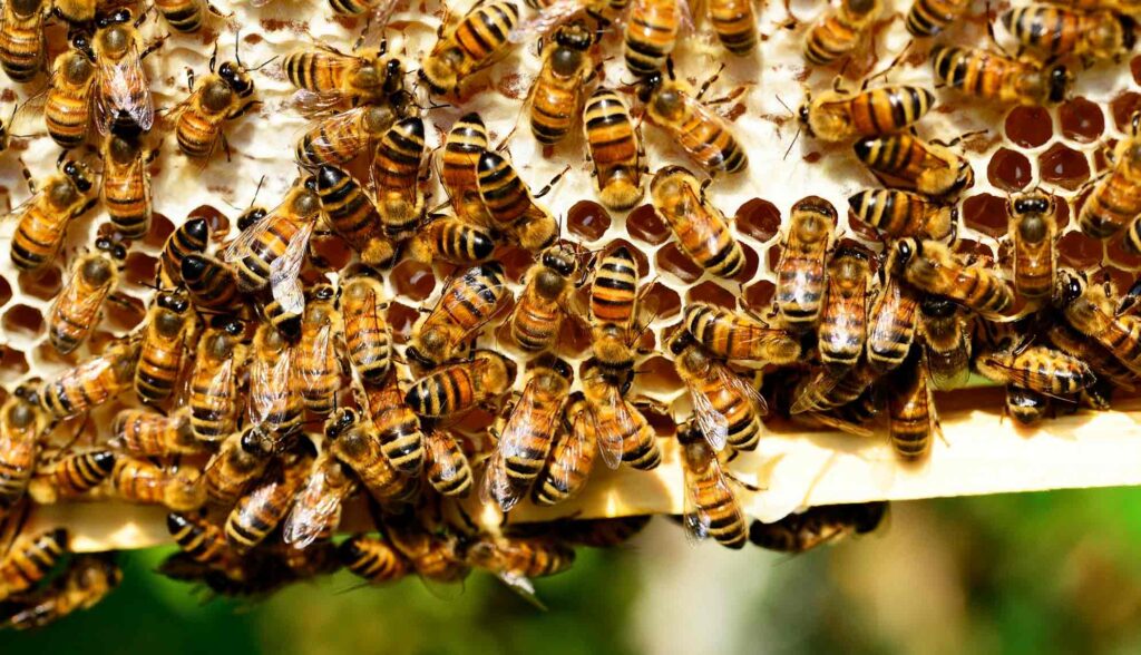 ecologie bijen loix