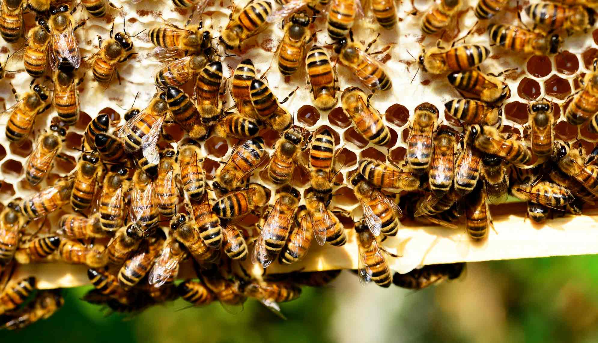 ecologie abeilles loix